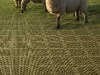 Kingsway Carpet & Blinds