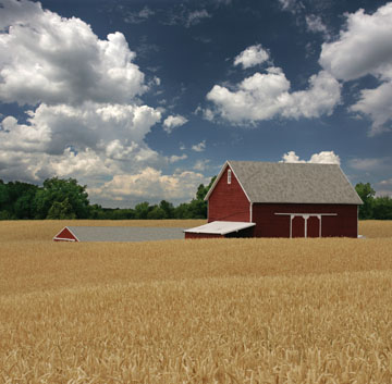 Wheat Field