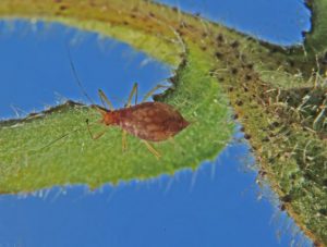 Deal with Aphids
