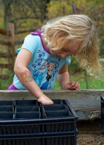 acorn-planting-941552_960_720