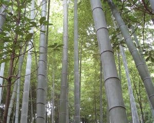 bamboo-958559_960_720