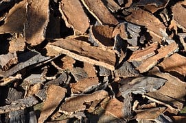 cork-oak-505263__180