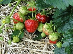 strawberries-196798__180