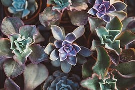 succulent-1031541__180