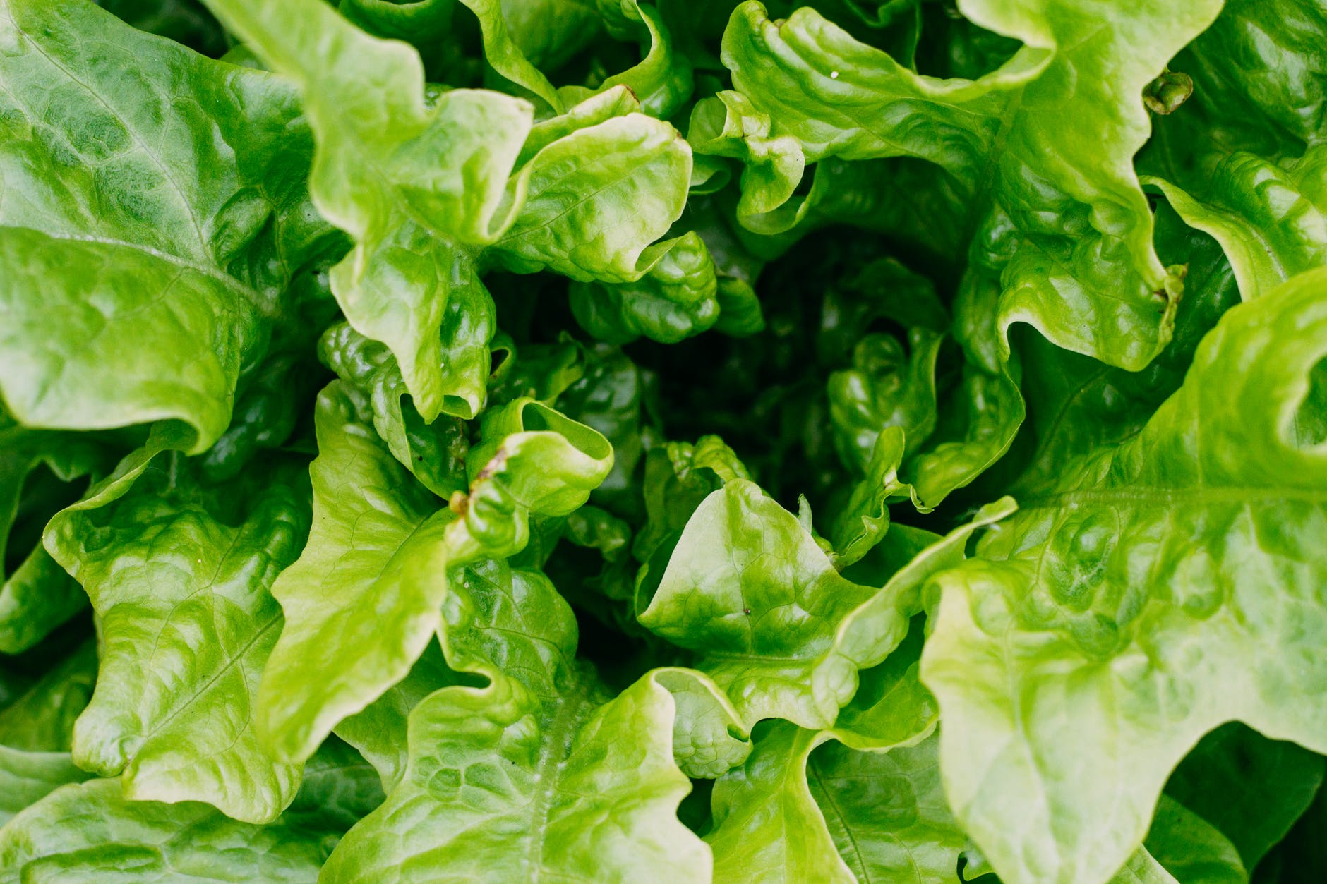 cheap to grow leaf lettuce