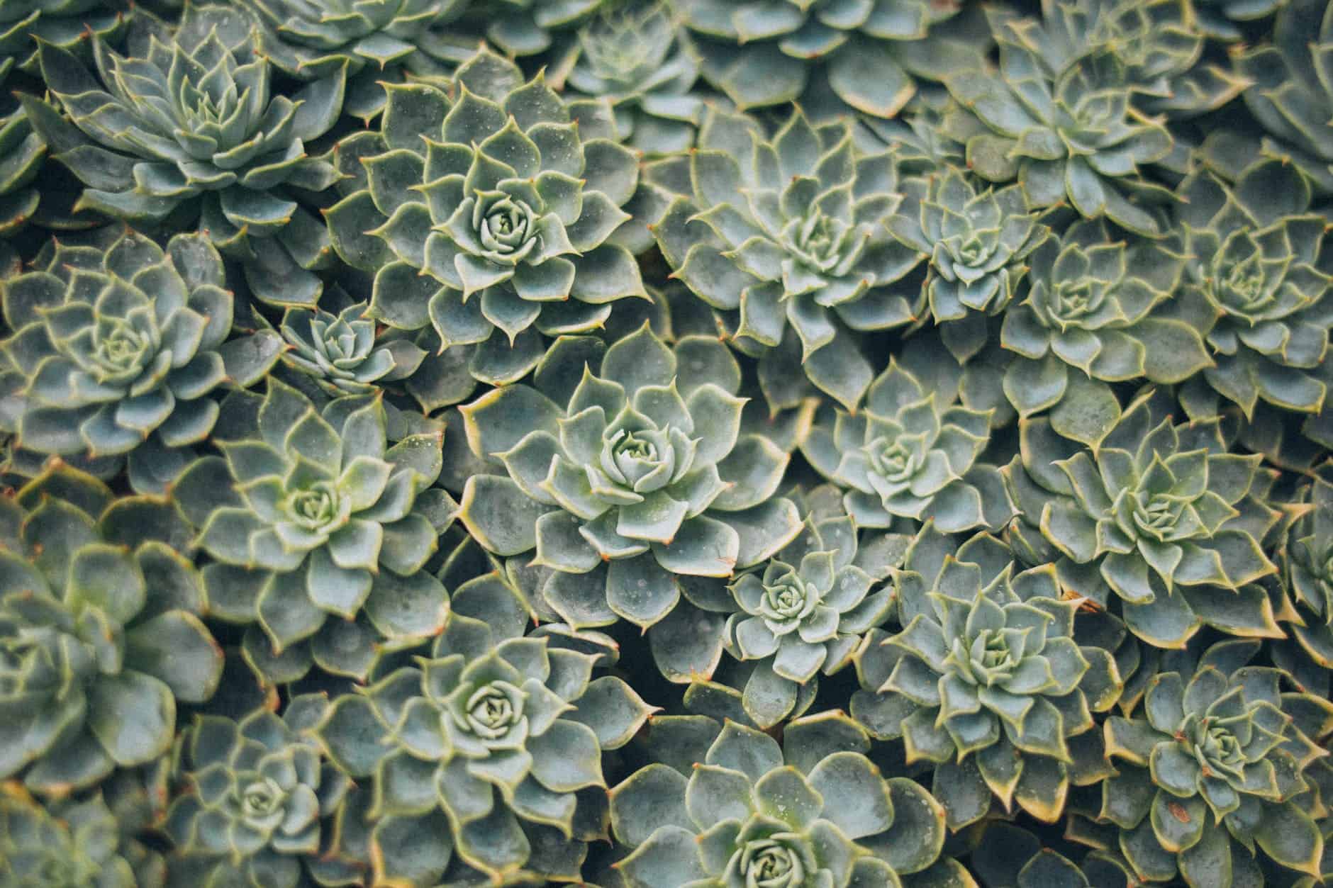 succulent garden trend