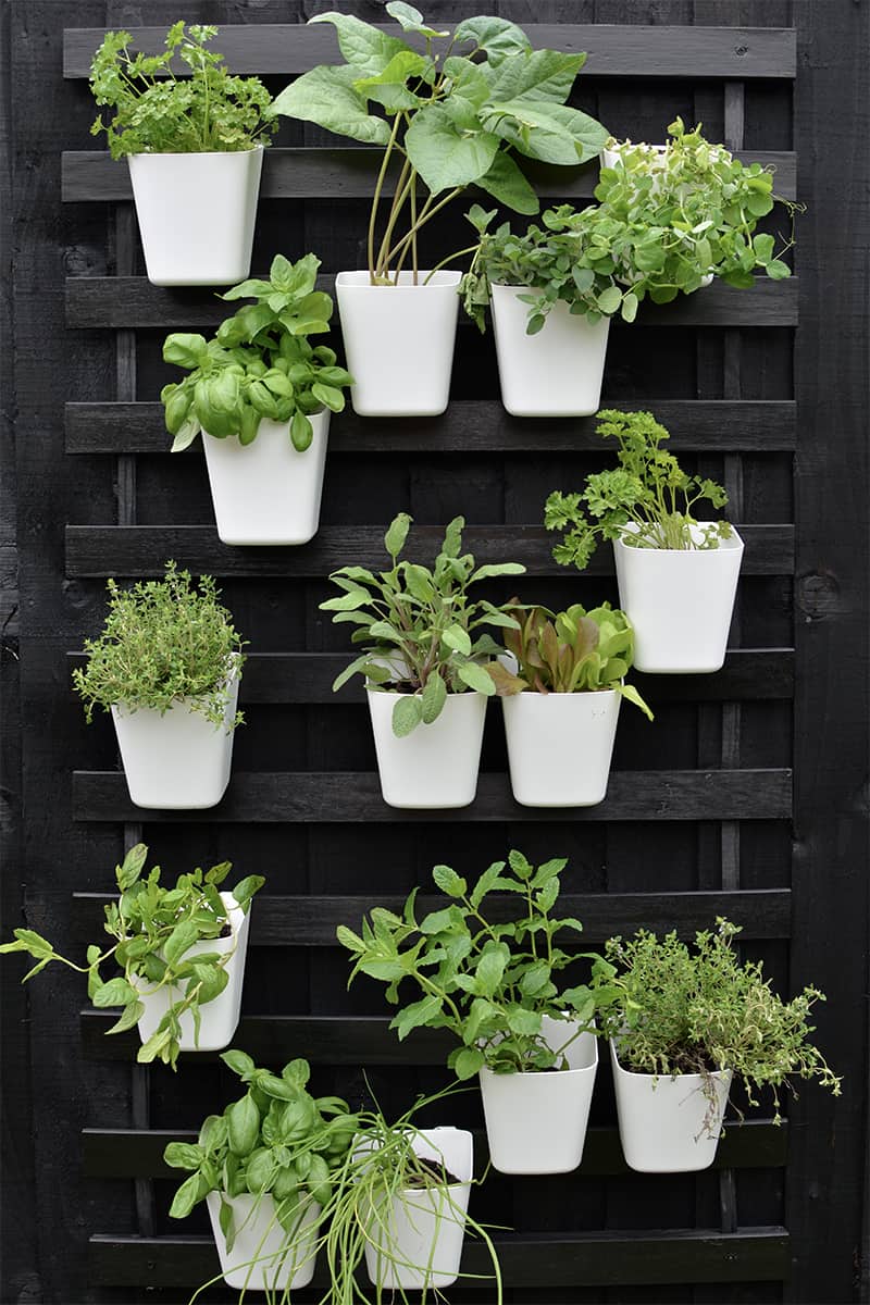 vertical garden trend