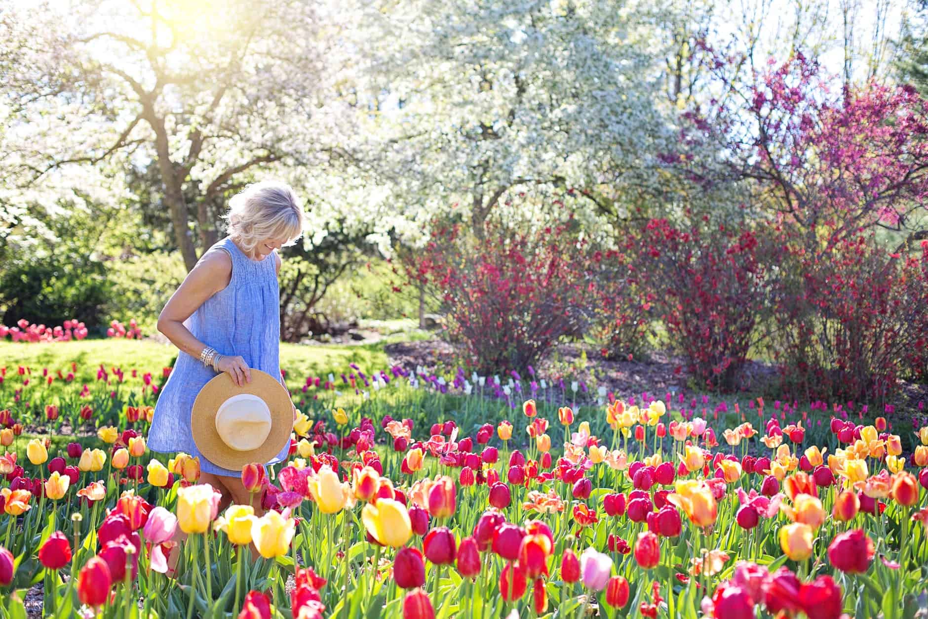 flowers in cottage garden