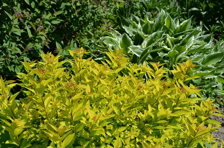 Goldflame Spirea