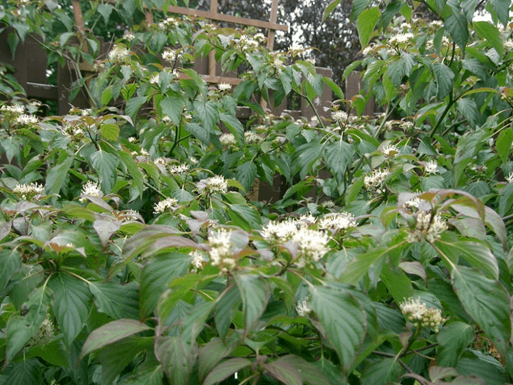 Pagoda Dogwood