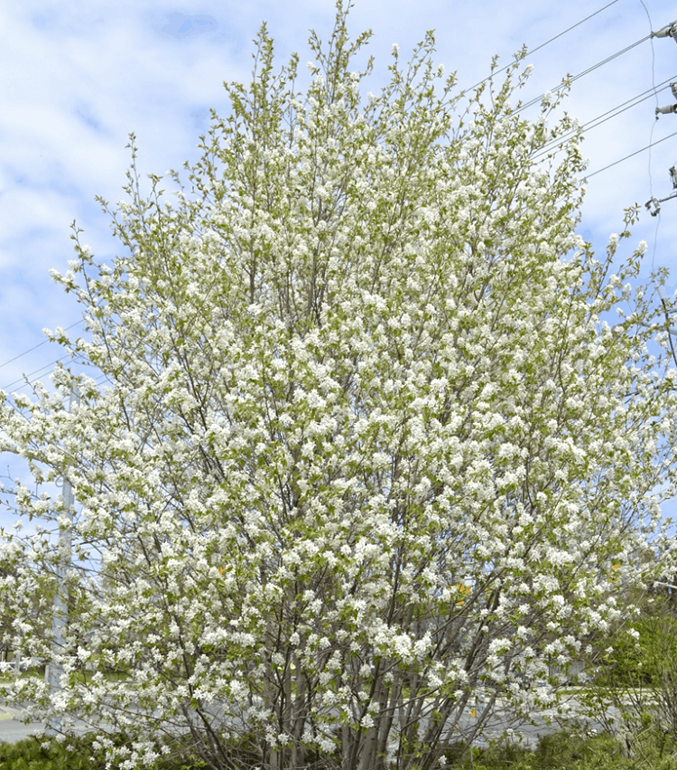 Serviceberry