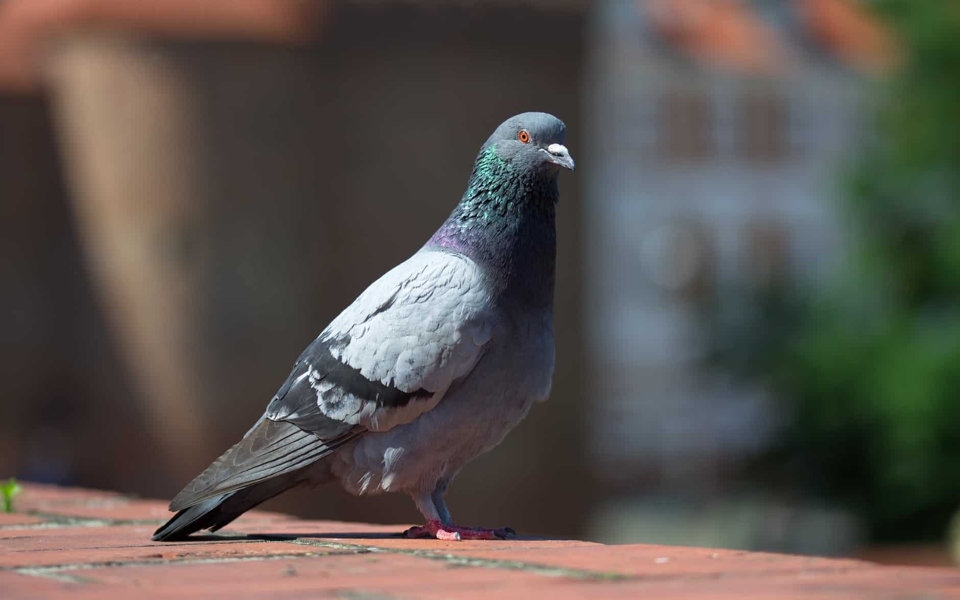 get rid of pigeons on small balcony