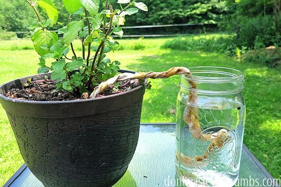 garden water hack