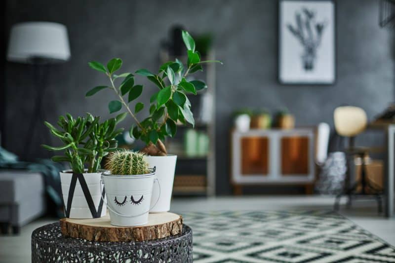 Decorating with Houseplants